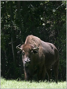 Bison at Charles Towne Landing