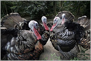 Wild Turkeys at Charles Towne Landing