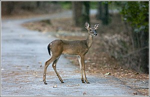 Famous South Carolina State Park Creatures